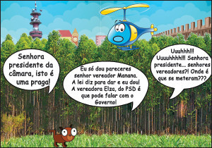 eucaliptos torre.jpg eucaliptos torre.jpg