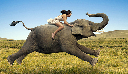 elefante.png elefante.png