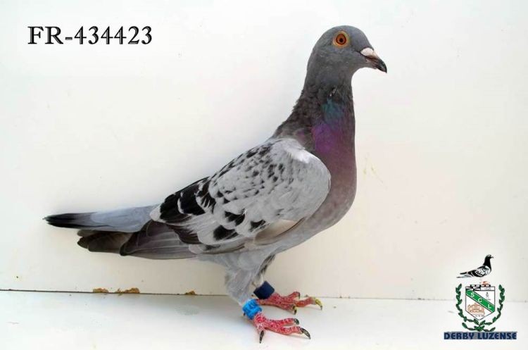 FR-434423.jpg FR-434423.jpg