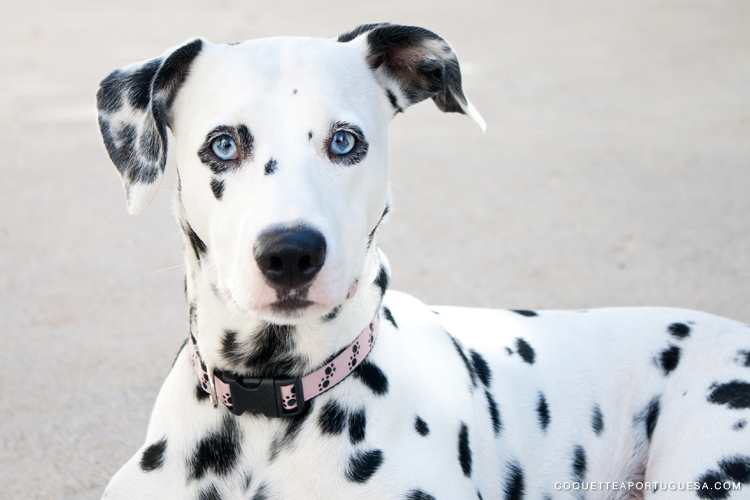 mercado animal lola dalmata cão dog online shop l